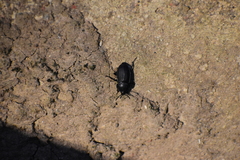 Silphidae