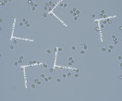 Lactifluus subvellereus