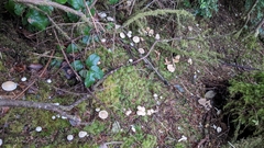 Tricholoma platyphyllum