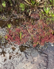Drosera kaieteurensis