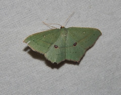 Traminda ocellata