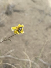 Acmaeodera