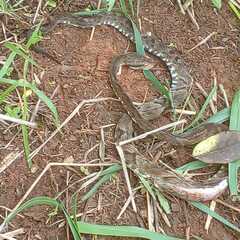 Bothrops jararaca