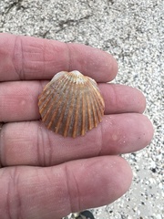 Argopecten irradians