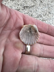 Argopecten irradians