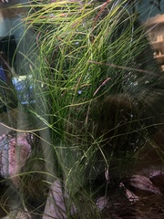 Phyllospadix torreyi