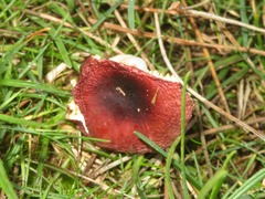Russula caerulea