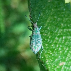 Compsus argyreus