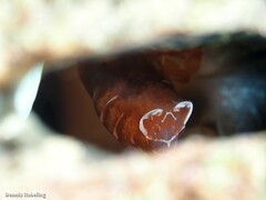 Pontonia pinnophylax