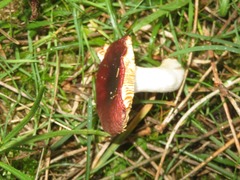 Russula caerulea