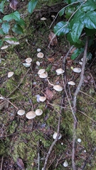 Tricholoma platyphyllum