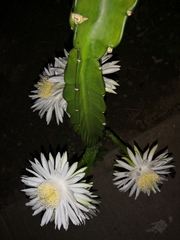 Cactoideae