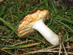 Russula caerulea