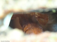 Pontonia pinnophylax