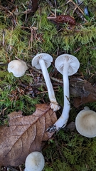 Tricholoma platyphyllum