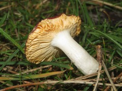 Russula caerulea