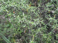 Coprosma linariifolia