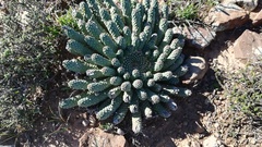 Euphorbia esculenta