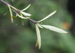 Coprosma linariifolia