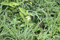 Tridax