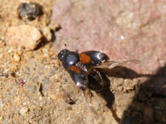 Nialus varians