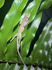 Anolis cristatellus