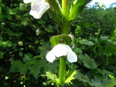 Acanthus