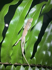 Anolis cristatellus