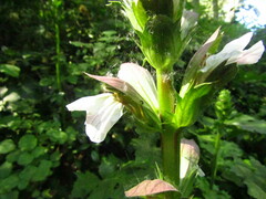 Acanthus