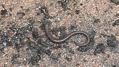 Batrachoseps nigriventris