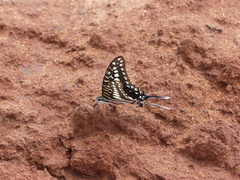 Graphium porthaon