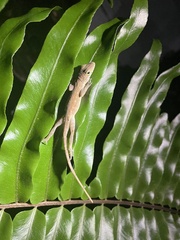 Anolis cristatellus
