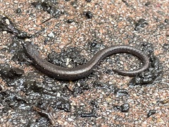 Batrachoseps nigriventris