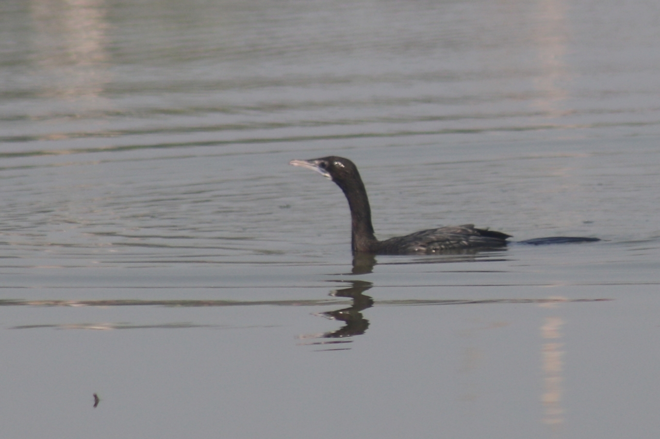 Little Cormorant