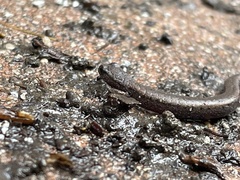 Batrachoseps nigriventris