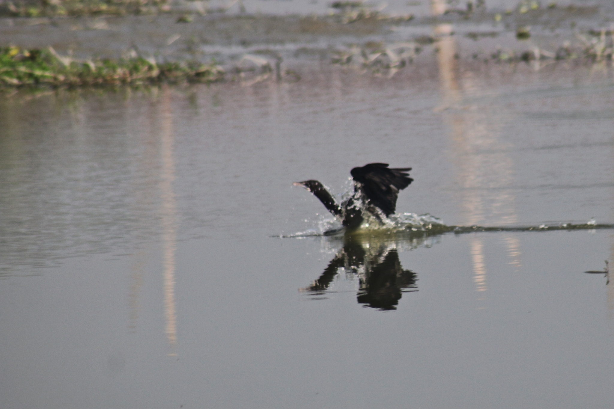 Little Cormorant