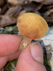 Chalciporus aurantiacus