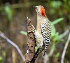 Melanerpes superciliaris