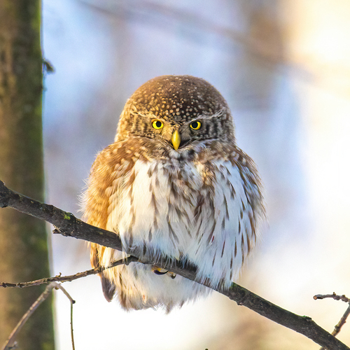 Mochuelo chico (Glaucidium passerinum)
