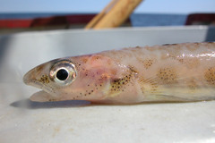 Leptoclinus maculatus