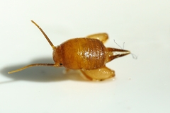 Myrmecophilus