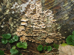 Stereum sanguinolentum