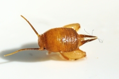 Myrmecophilus