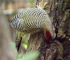 Melanerpes superciliaris