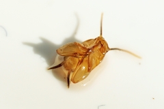 Myrmecophilus