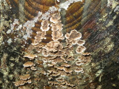 Stereum sanguinolentum