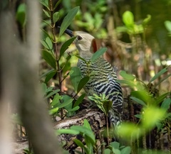 Melanerpes superciliaris