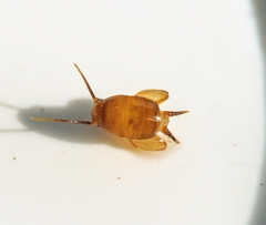 Myrmecophilus