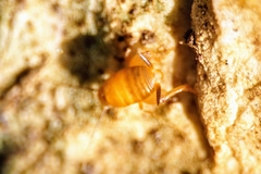 Myrmecophilus
