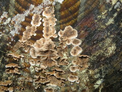 Stereum sanguinolentum